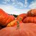 Pumpkins  by epcello