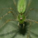 Spider by kerristephens