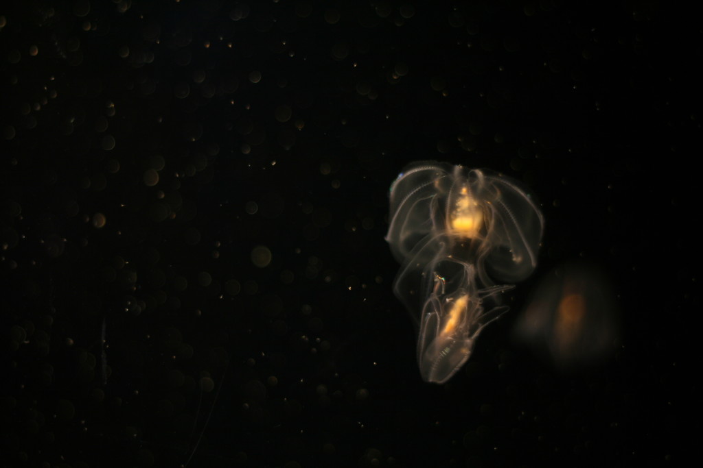 Jellyfish by kerristephens