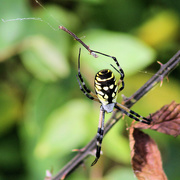 4th Oct 2014 - Spider trapeze