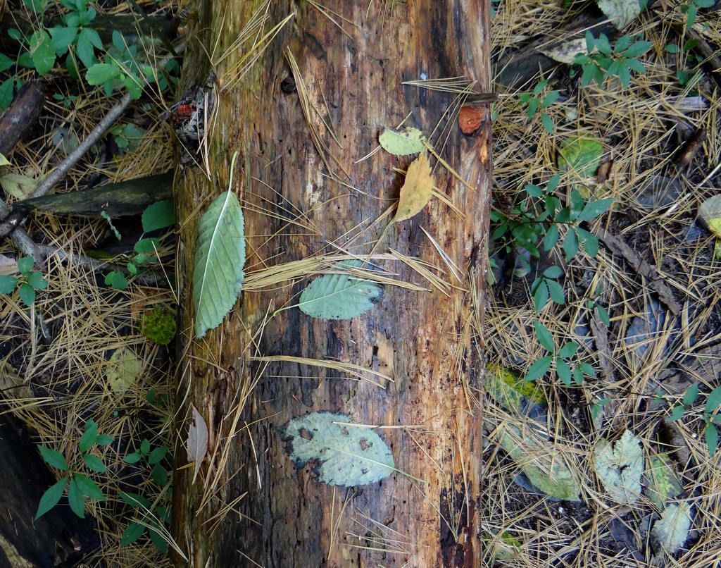 Fallen Leaves on a Fallen Log by annepann