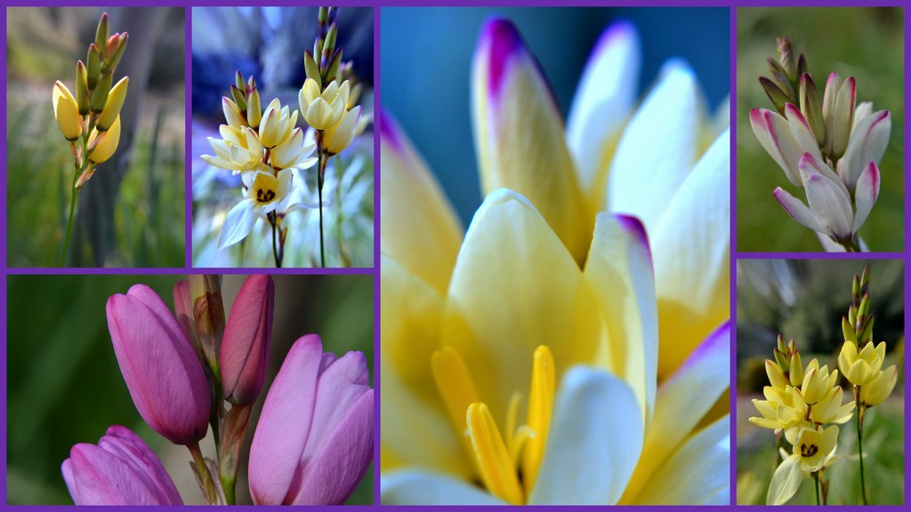 flowering bulbs by dianeburns