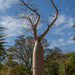 Boab tree by gosia