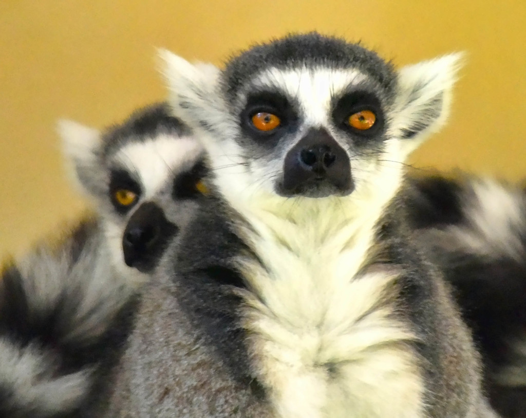 Lemur Face by joysfocus