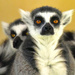 Lemur Face by joysfocus