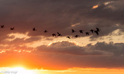 3rd Oct 2014 - Cove Beach geese
