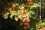 4th Oct 2014 - Fall Colour