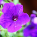 Purple Flower by hjbenson