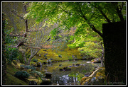 5th Oct 2014 - Japanese garden