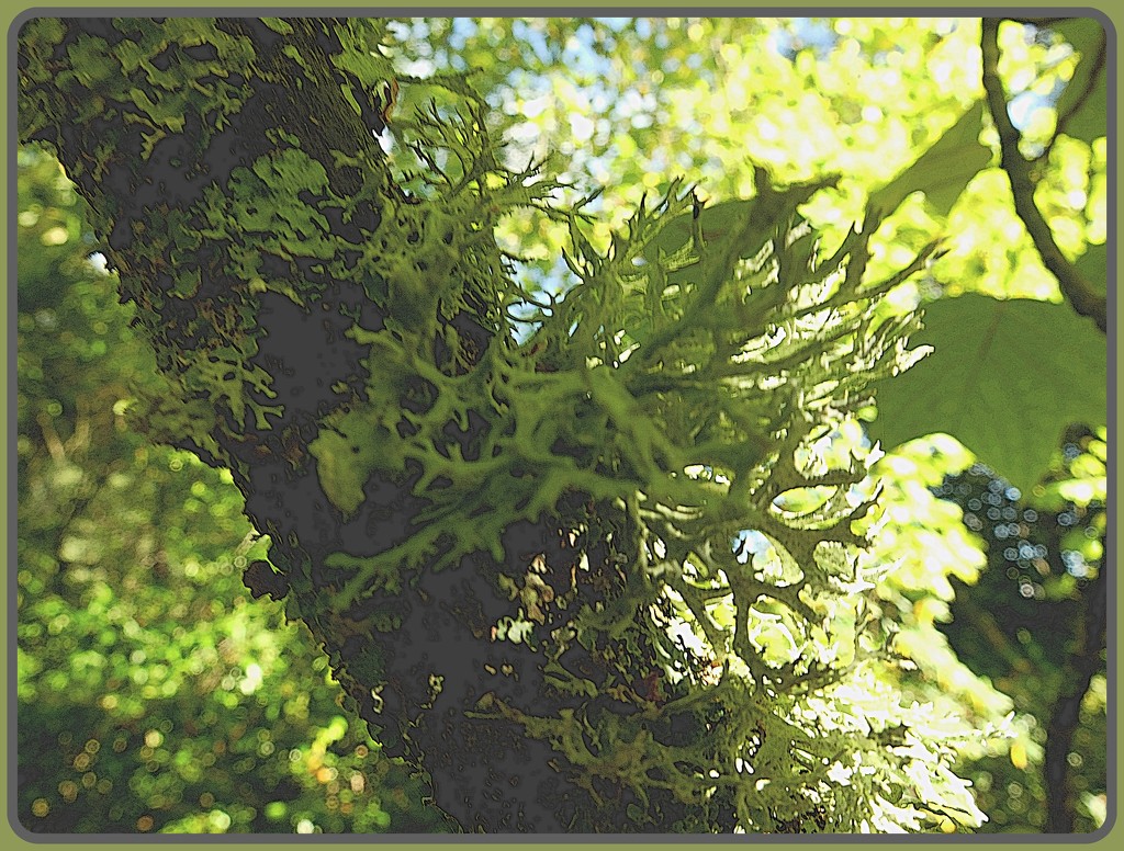 patterns of lichen and light.......... by quietpurplehaze