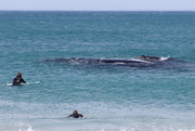 4th Oct 2014 - Surfing whale