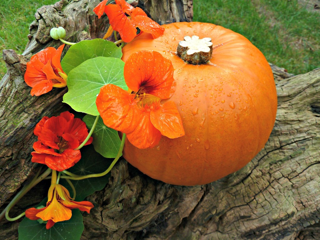 Pumpkin time again by wendyfrost