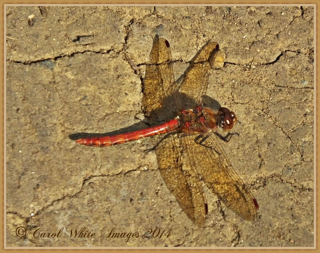 Common Darter Dragonfly by carolmw