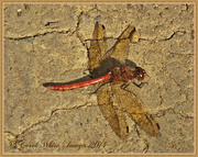 5th Oct 2014 - Common Darter Dragonfly