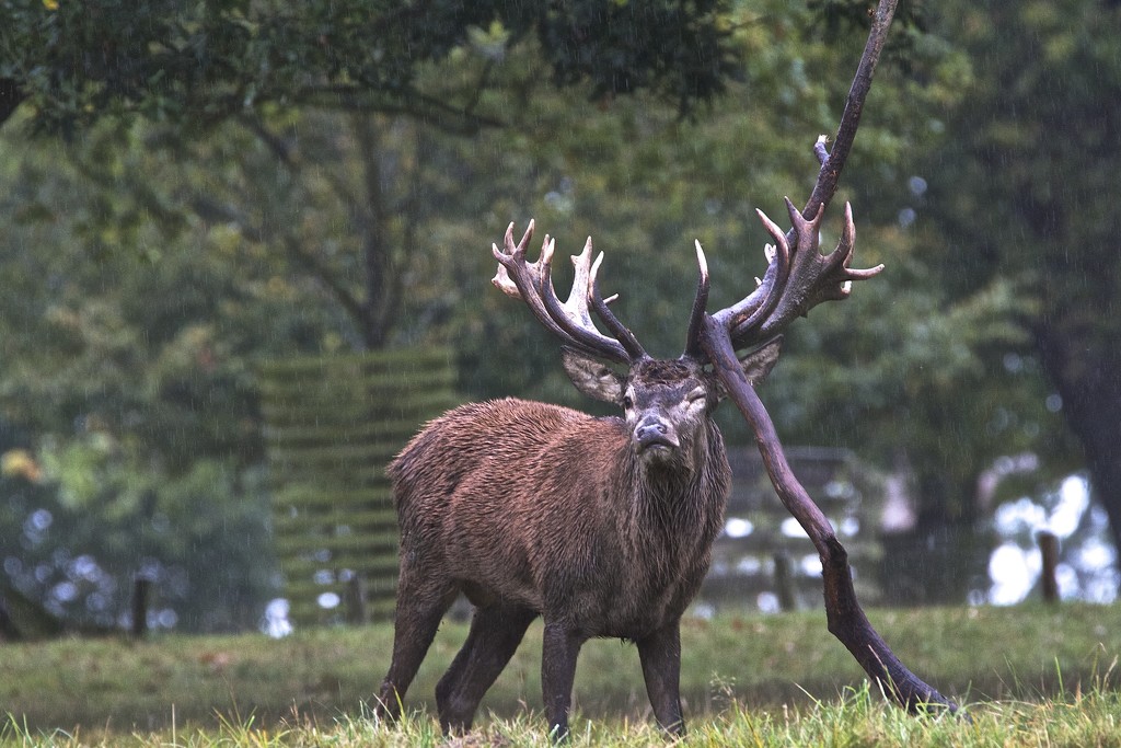 Polishing his antlers ready for the rut by padlock