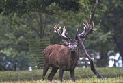 2nd Oct 2014 - Polishing his antlers ready for the rut