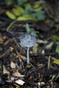 5th Oct 2014 - Toadstool/Mushroom-not a clue