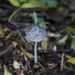 Toadstool/Mushroom-not a clue by padlock