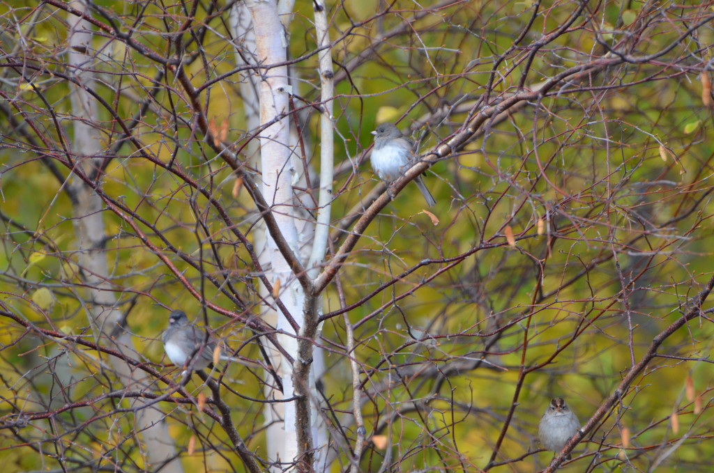 Day 97 - Autumn Hangout by ravenshoe