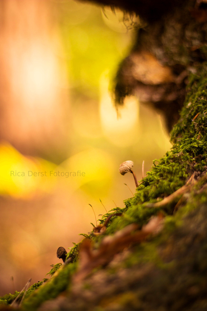 little mushroom #156 by ricaa