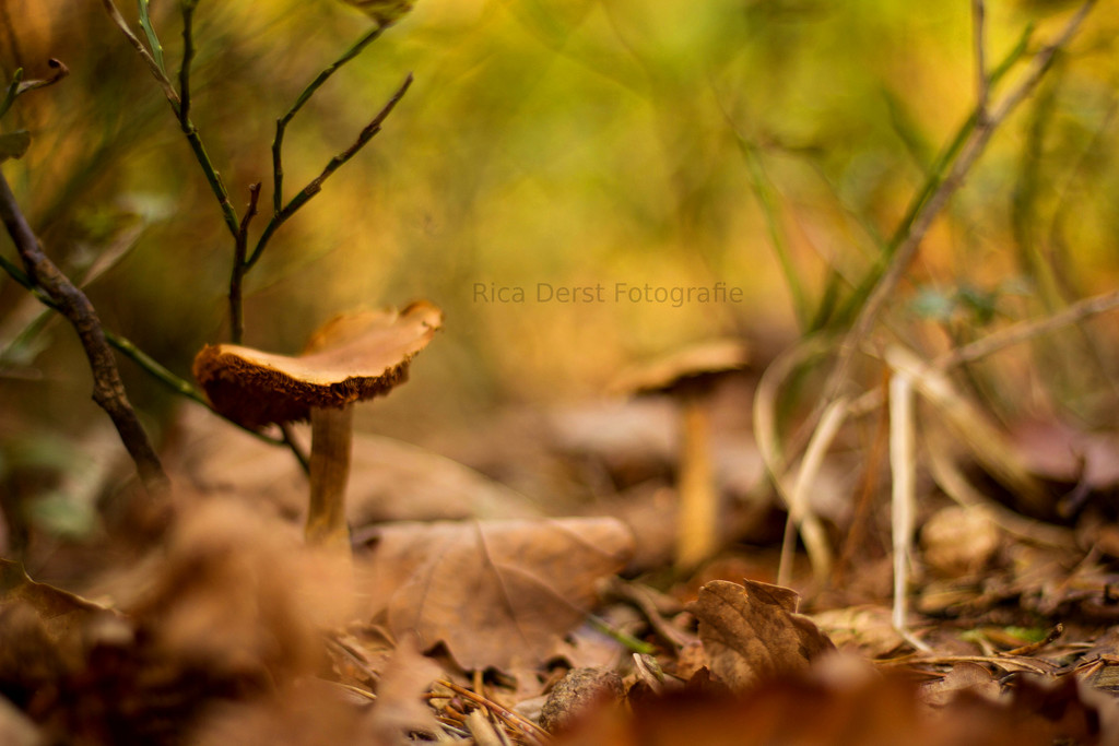 mushroom #157 by ricaa