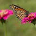 Monarch migrating by randystreat
