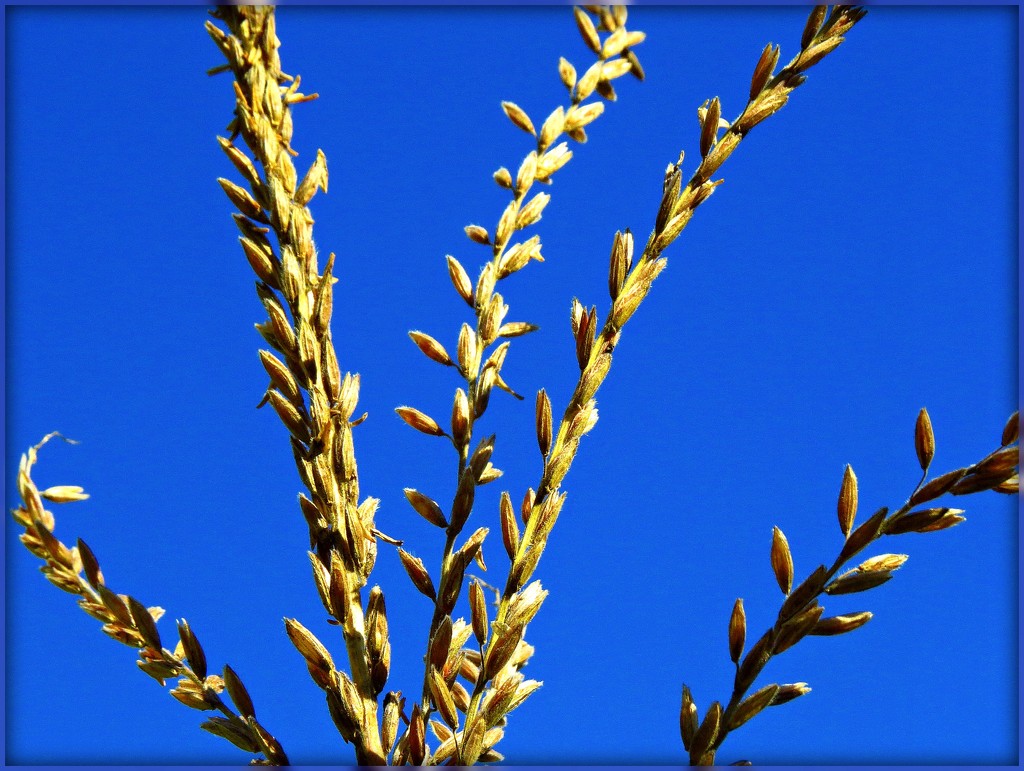 Blue Skies and Corn Tassels by olivetreeann