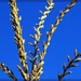 Blue Skies and Corn Tassels by olivetreeann