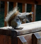 6th Oct 2014 - Red Squirrel