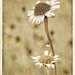 Fall Daisies by lstasel