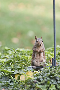 4th Oct 2014 - Baby Squirrel