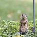 Baby Squirrel by lstasel