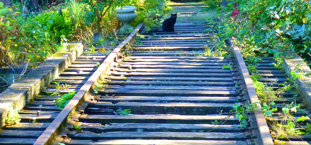 Cat Tracks by stephomy