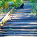 Cat Tracks by stephomy