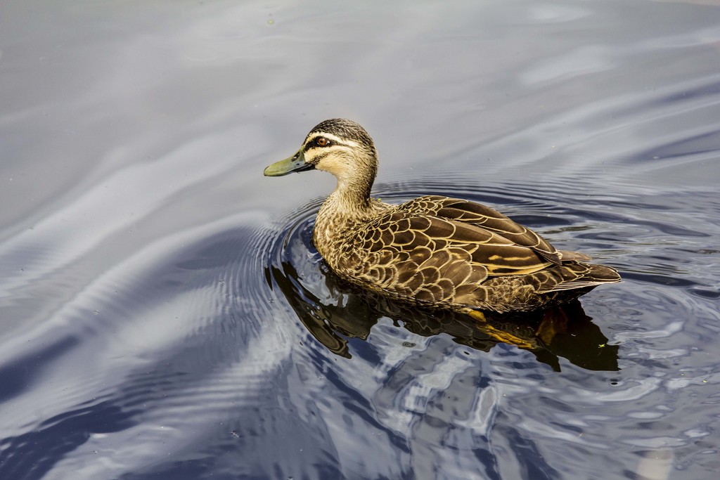duck by corymbia