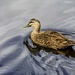 duck by corymbia