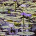 waterlily by corymbia