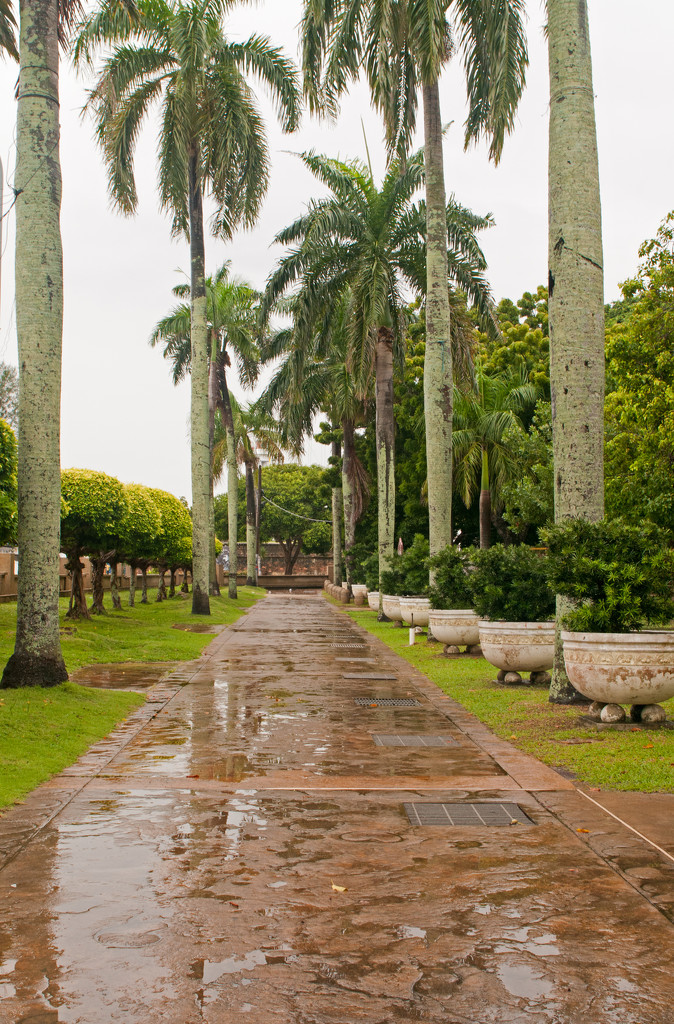 Avenue of Palms by ianjb21