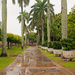 Avenue of Palms by ianjb21