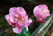 5th Oct 2014 - Pink Roses