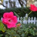 Roses by congaree