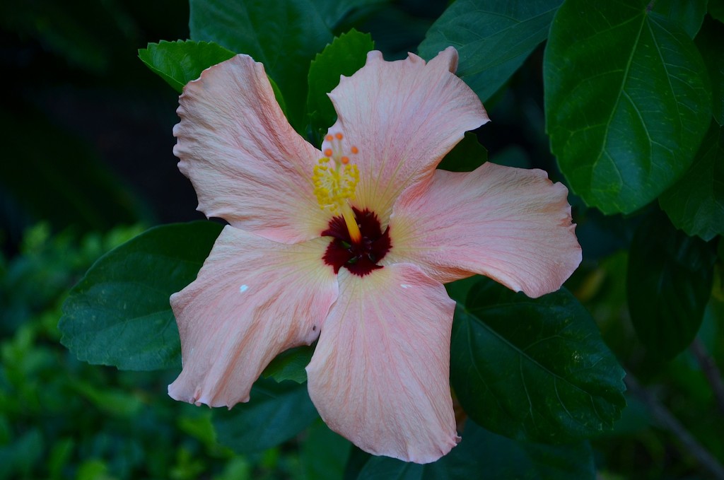 Hibiscus by congaree