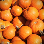 4th Oct 2014 - Pumpkins I