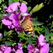 butterfly by winshez