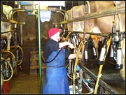 6th Oct 2014 - Milking Time