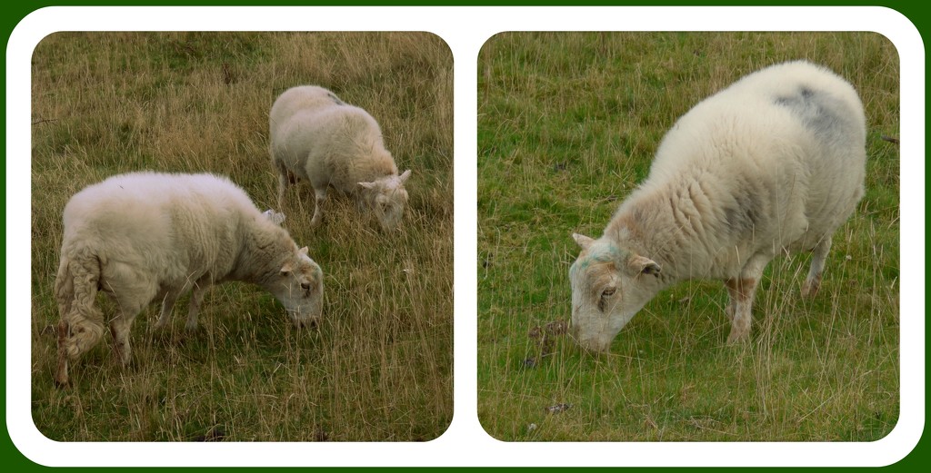 Sheep  by beryl