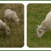 Sheep  by beryl