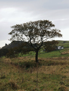 6th Oct 2014 - Ramshaw Tree in October