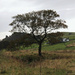 Ramshaw Tree in October by roachling