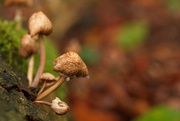 6th Oct 2014 - Autumn Mushrooms